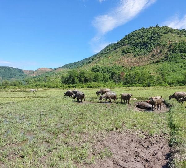 Da Nang Ho Chi Minh Trail Cycling Tour
